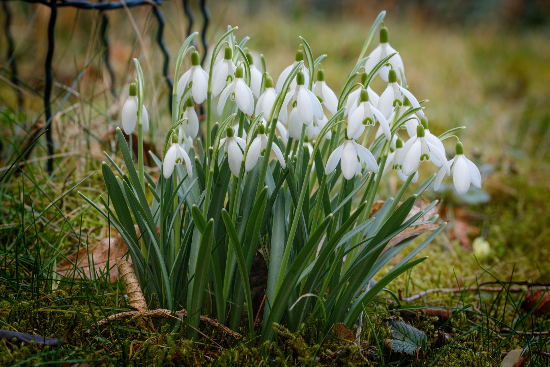 Sneeuwklokje