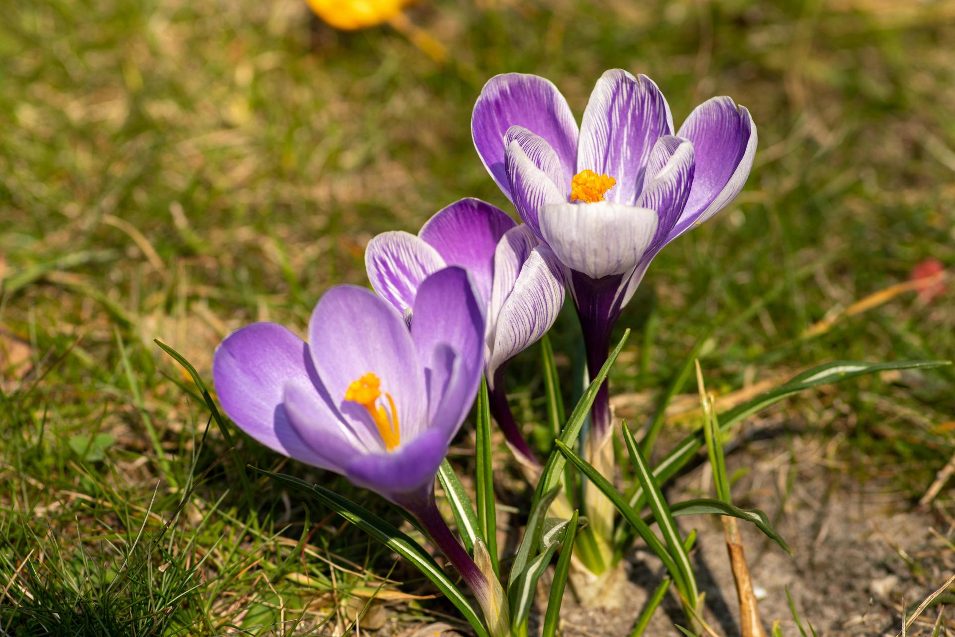 Boerenkrokus